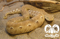 گونه کک مار Leaf- nosed Viper